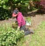 Weeding in a nursery on Coromandel peninsula, NZ