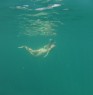Swimming in one of the beautiful islands of Rio de Janeiro