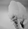 One of my photos which I have recently taken around my vicin