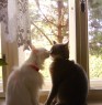 My cats (Felix & Bela) 