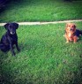 My dogs (Laika & Linda)
