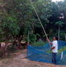 Buriram Thailand..Collecting ants nest. eggs, larvae for din