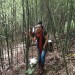 Bosque  de Bambú 