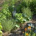 My permaculture garden (covered with straw).