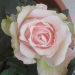 Rose blooming on my balcony 