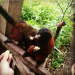 Panchito, a friendly chichico monkey