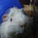 my guinea pig - mistletoe