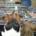 Window shopping with the pups