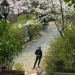 Cherry Blossoms in Geoje, S.Korea