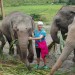 August 2018 in Thailandia, in an  elephant  rescue National 