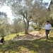 Olive picking