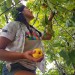 picking quinces