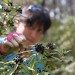 Harvesting Tasmanian Pepperberry