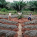 circular garden  in africa