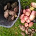 Wales UK..Potatoes from the garden