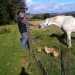 Wales UK..Horses, chickens and a baby boy