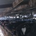 A typical New Zealand dairy shed where I spend a lot of time
