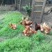 My healthy free range chickens