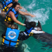 Nadando com golfinhos em Cancun