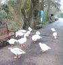 Oxford UK..Lovely ducks and geese....