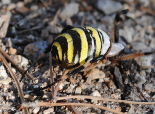 Wasp spider as found