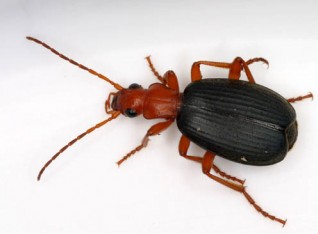 Bombardeer beetle
