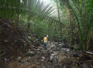 Day 1 -  A Casual Walk Though The Jungle