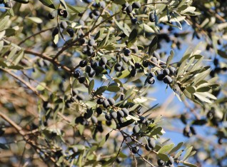 Wild olives