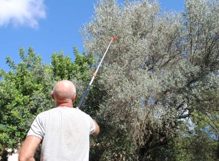 Brushing the olives out of the tree