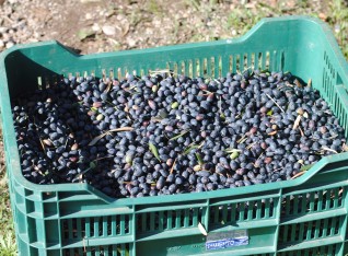 About 25 kilos of wild olives