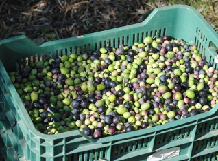 About 25 kilos of cultivated olives
