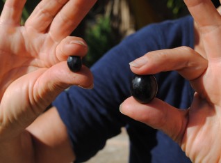 Wild olive versus cultivated olive