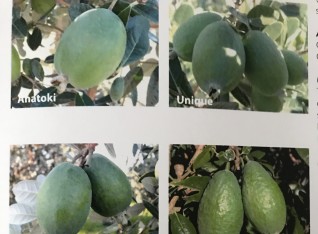 Feijoa varieties