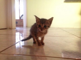 Consuela Coffvfe McMeowmeow - 1 week old