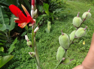 Cana Indica / seedpots (Tobago)