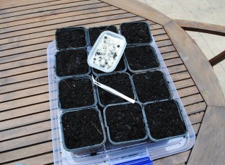 Germinated seeds ready to be planted