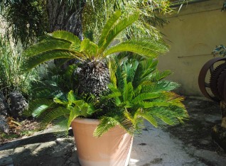Cycad still in the pot