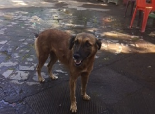 Dog in the park