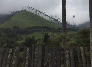 Cocora Valley trees