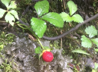 A tiny strawberry