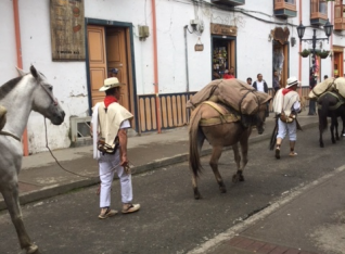 The locals bringing in the coffee from the fields