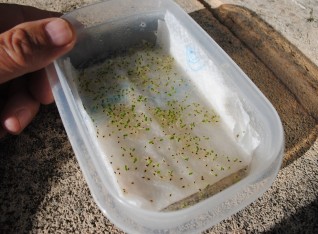 Germinating seeds on wet tissue