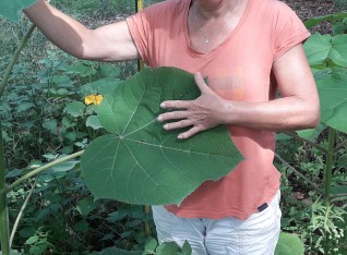 Size of the velvet feel leaves