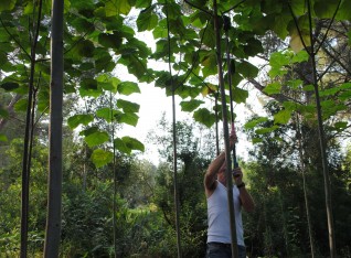 Pruning with branch cutter on stick