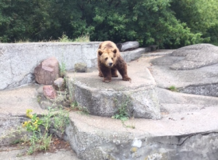 The bear at the zoo