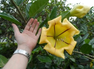 Huge trompet flowers