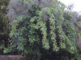 Solandra climbing in olive tree