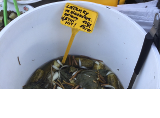 Fresh pickles at the Farmers Market