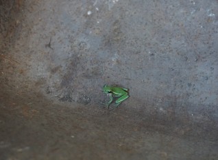 Little froggy