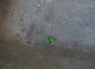 Little froggy